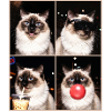 Cats Balinese Cat