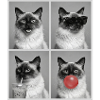 Cats Balinese Cat