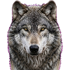 Midnight Wolf Portrait