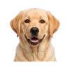 Golden Retriever Portrait Tee
