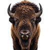 Ironhide Bison Portrait