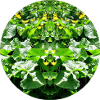 Nature Mandala Water Plant Mirrored