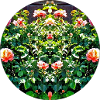 Rose Circle Mirror Pattern