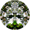 Nature Mandala White Flowers Mirrored