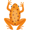 Frog embroidered