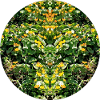 Nature Mandala Bach Flower Pattern