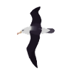 Black-browed Albatross