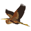 Purpurreiher