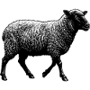 A black sheep animal cute sheep