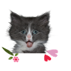 Kitten with hearts
