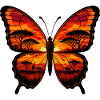 Sunset Butterfly Savannah