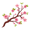Cherry blossoms