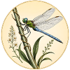 Libellen-Kaiser Anax Imperator
