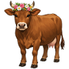 Brown Cow