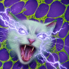 Neo-Katze