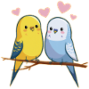 Budgies