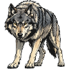 Gray Wolf Illustration