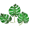 leaves