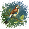 Bunter Vogel
