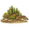 Cactus with Coyote