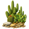 Cacti with flowers