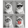 Cats Sacred Birman Cat