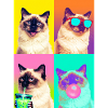 Cats Sacred Birman Cat