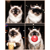 Cats Sacred Birman Cat