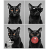 Cats Bombay Cat