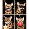 Chats Bengal Cat