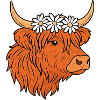 Scottish Highland cattle with daisies