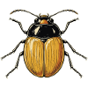 Kaefer Maikaefer Suesser Hirschkaefer Insekten