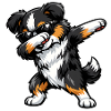 Dabbing Miniature American Shepherd