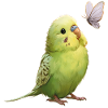 Perruche perruche avec papillon