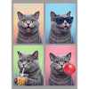 Katzen Britisch Kurzhaar Katze