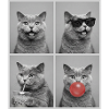 Katzen Britisch Kurzhaar Katze