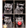 Katzen Britisch Kurzhaar Katze