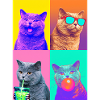Katzen Britisch Kurzhaar Katze