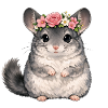 Chinchilla