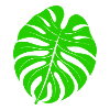 Monstera feuille