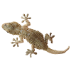 Gecko