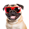 Cooler Mops mit roter Sonnenbrille