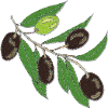 Olive Branche Verte Olive foncée