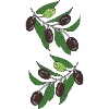 Illustration des branches d’olivier Estampe botanique