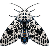 Anime Hypercompe Leoparde Géant