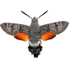 Papillon colibri Macroglossum stellatarum