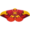 Imperial Moth Eacles imperialis