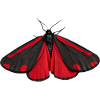Cinnabar Moth Tyria jacobaeae