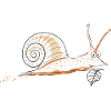 Schnecke 