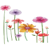 Bunte Wildblumen 